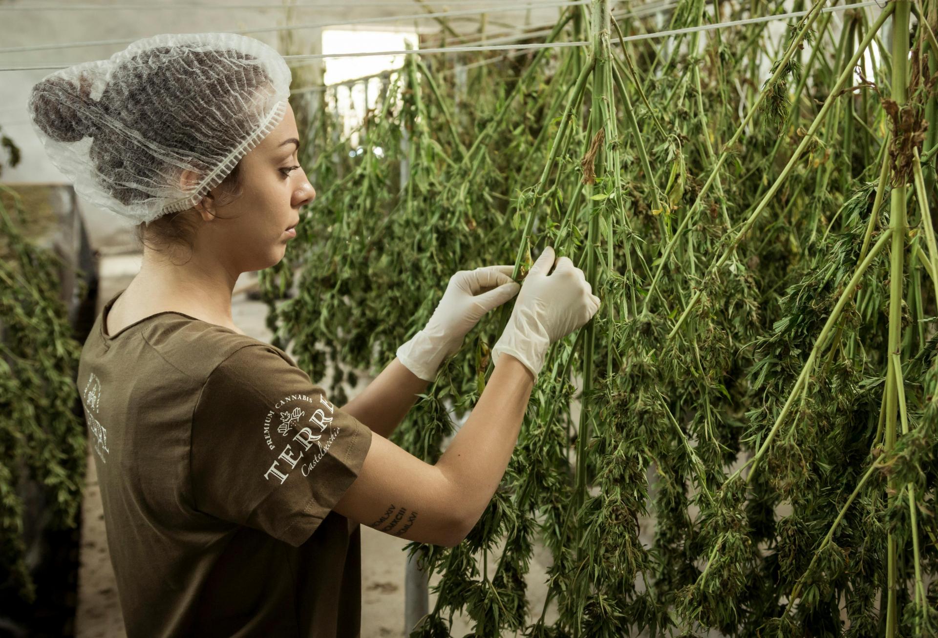 Cannabis Reclassification Would Likely Boost Cash Flow, Opening Doors For CRE Moves