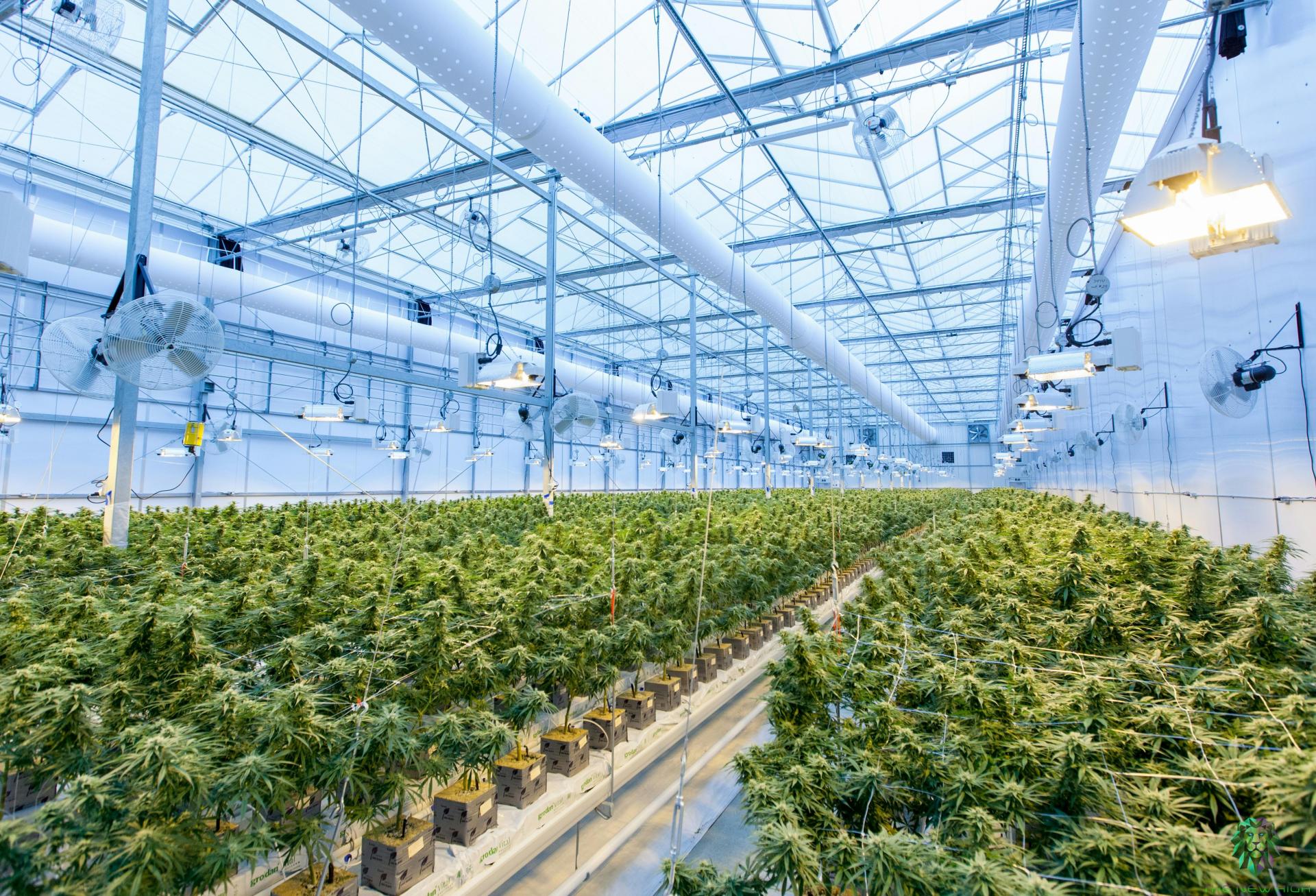 Up In Smoke: The Cannabis Industry Faces Unique Risks. How Can Operators Ensure They're Covered? 