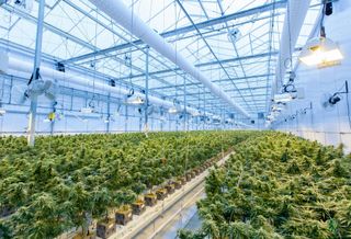 Up In Smoke: The Cannabis Industry Faces Unique Risks. How Can Operators Ensure They're Covered? 
