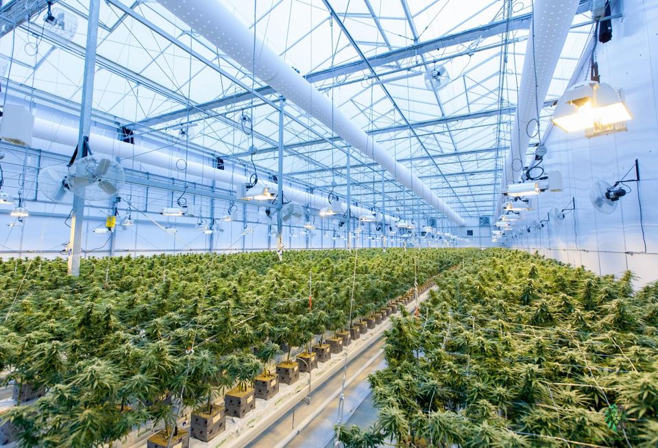 cannabis grow process greenhouse