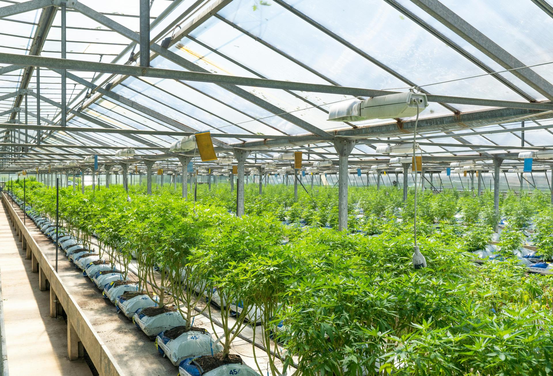 Judge Rules In Favor Of Cannabis REIT After Investor Lawsuit
