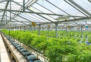 Judge Rules In Favor Of Cannabis REIT After Investor Lawsuit