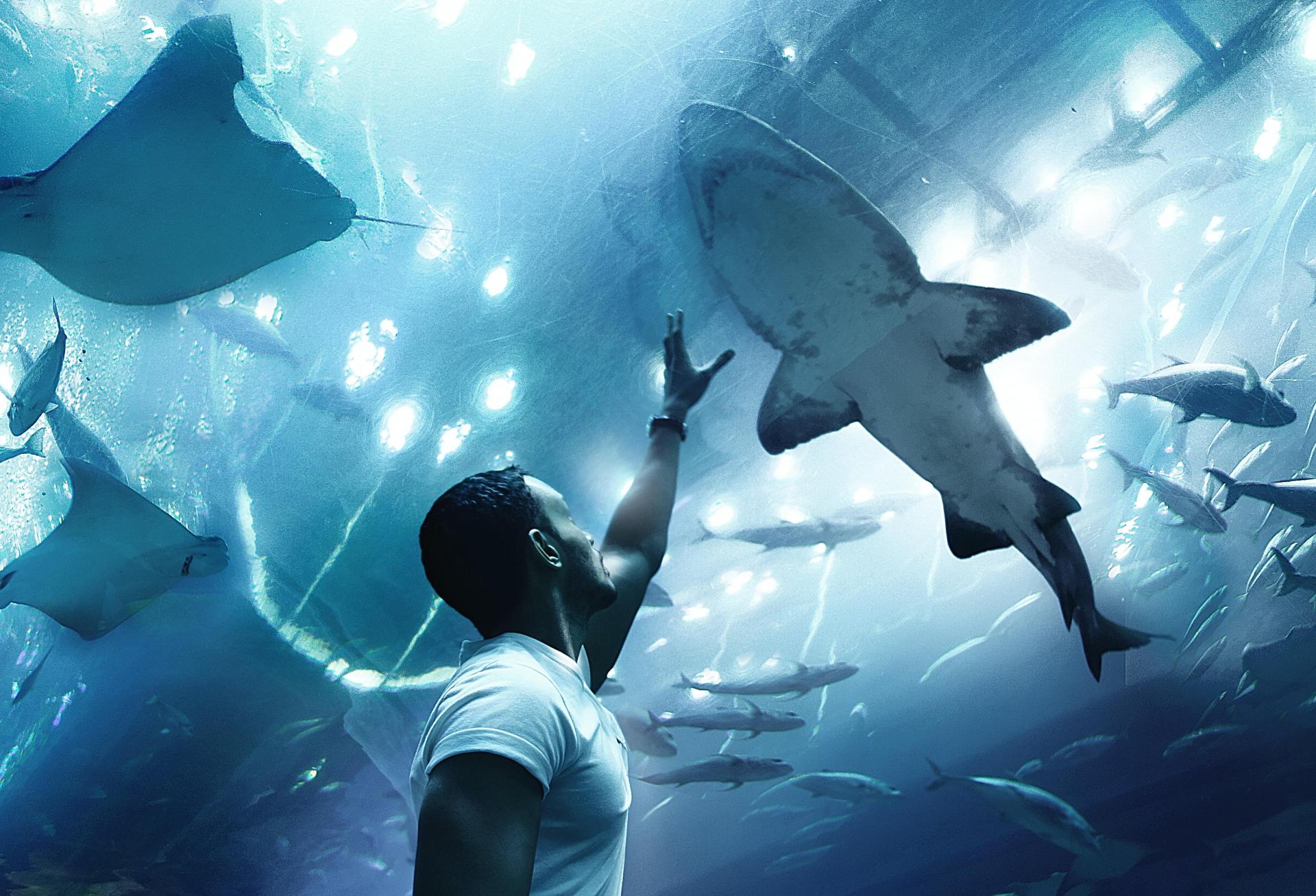 Sharks in the water 