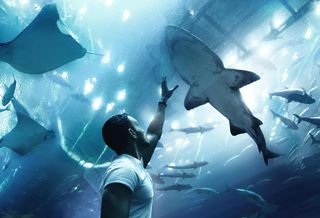 Sharks in the water 