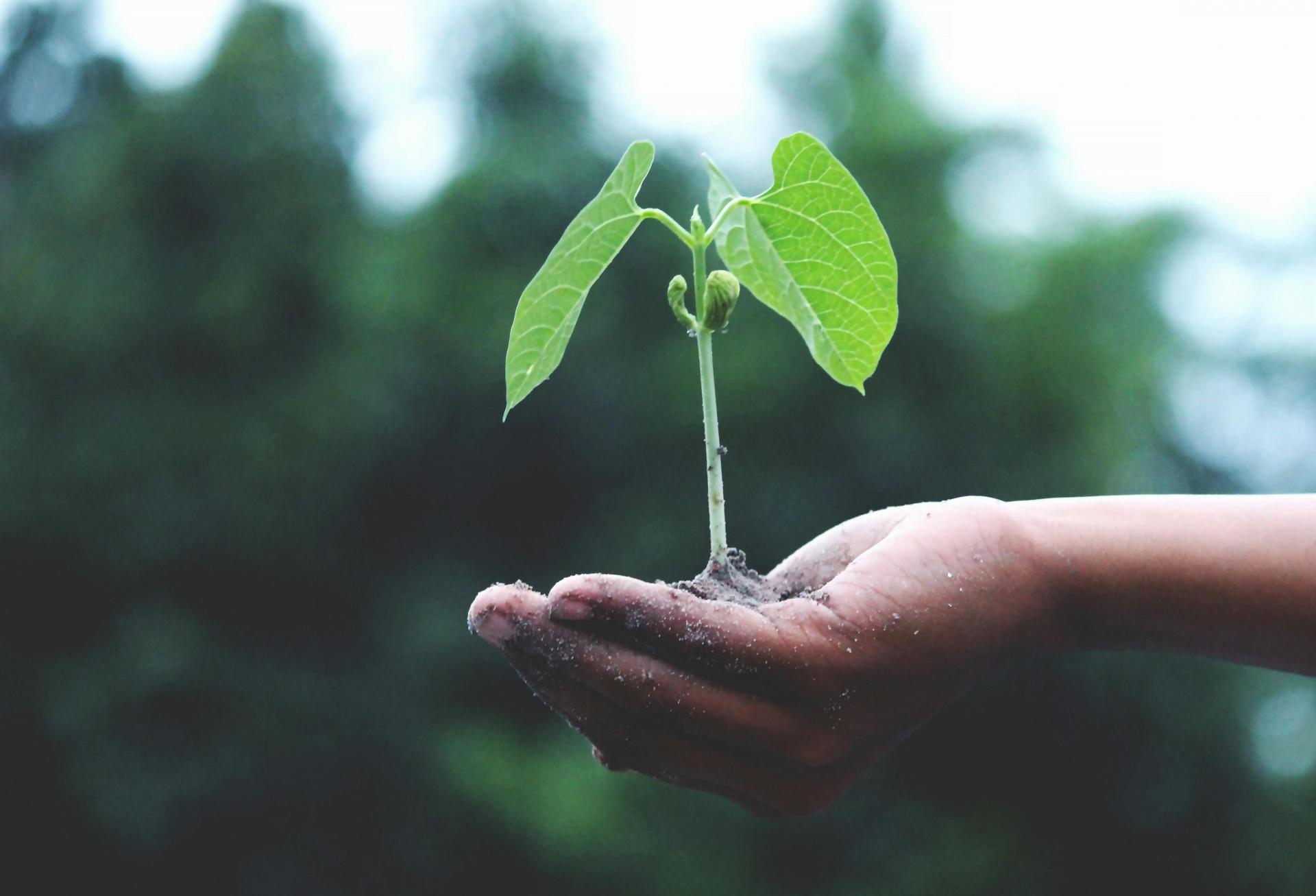 Green bonds