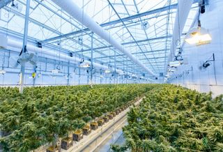 Marijuana interior grow house