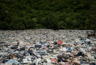 Trash and Trees
