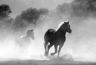 Property Preservation: The Dark Horse Of Downturns You've Probably Never Heard Of