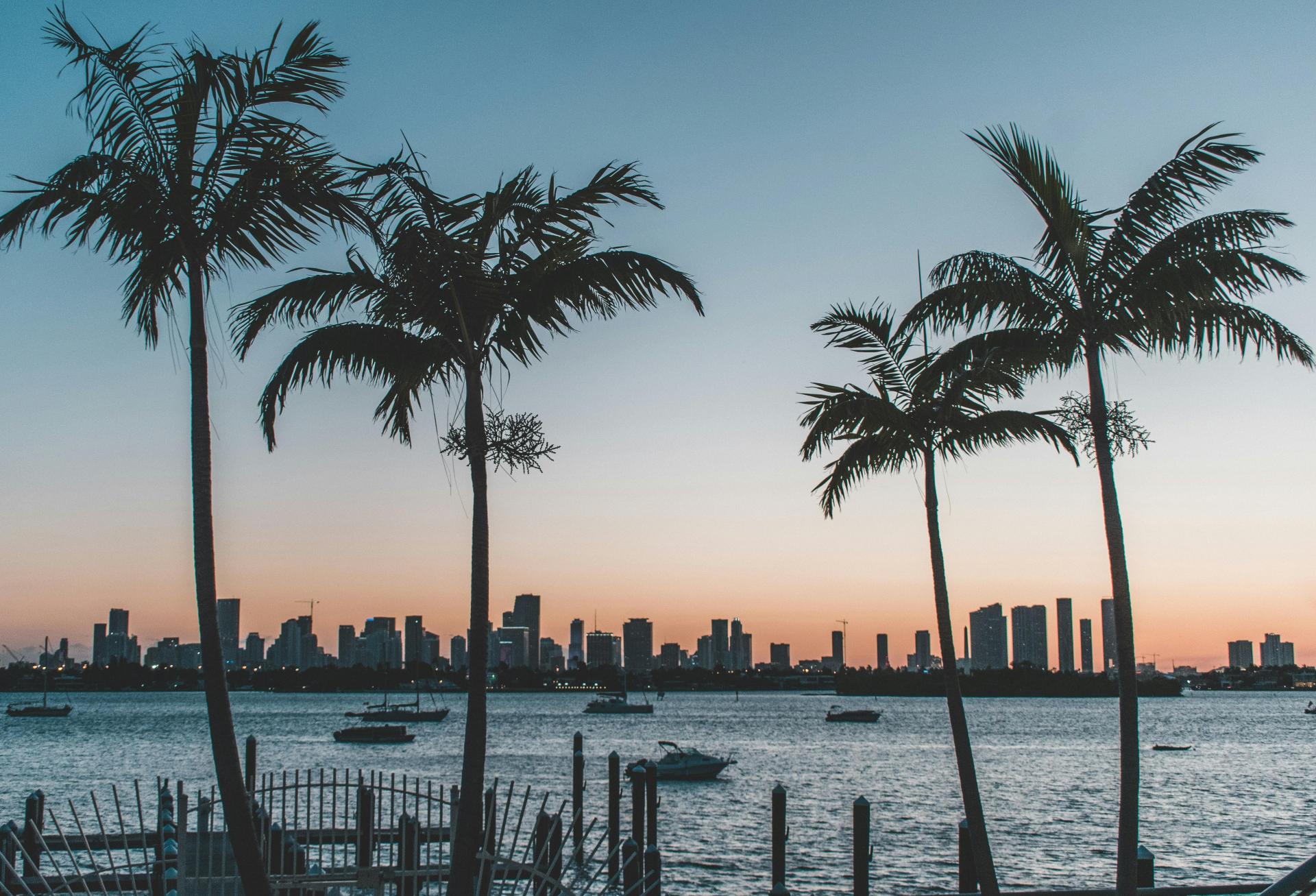 Palm Trees Miami Beach