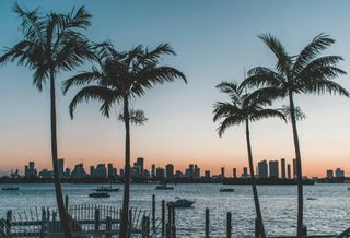 Palm Trees Miami Beach