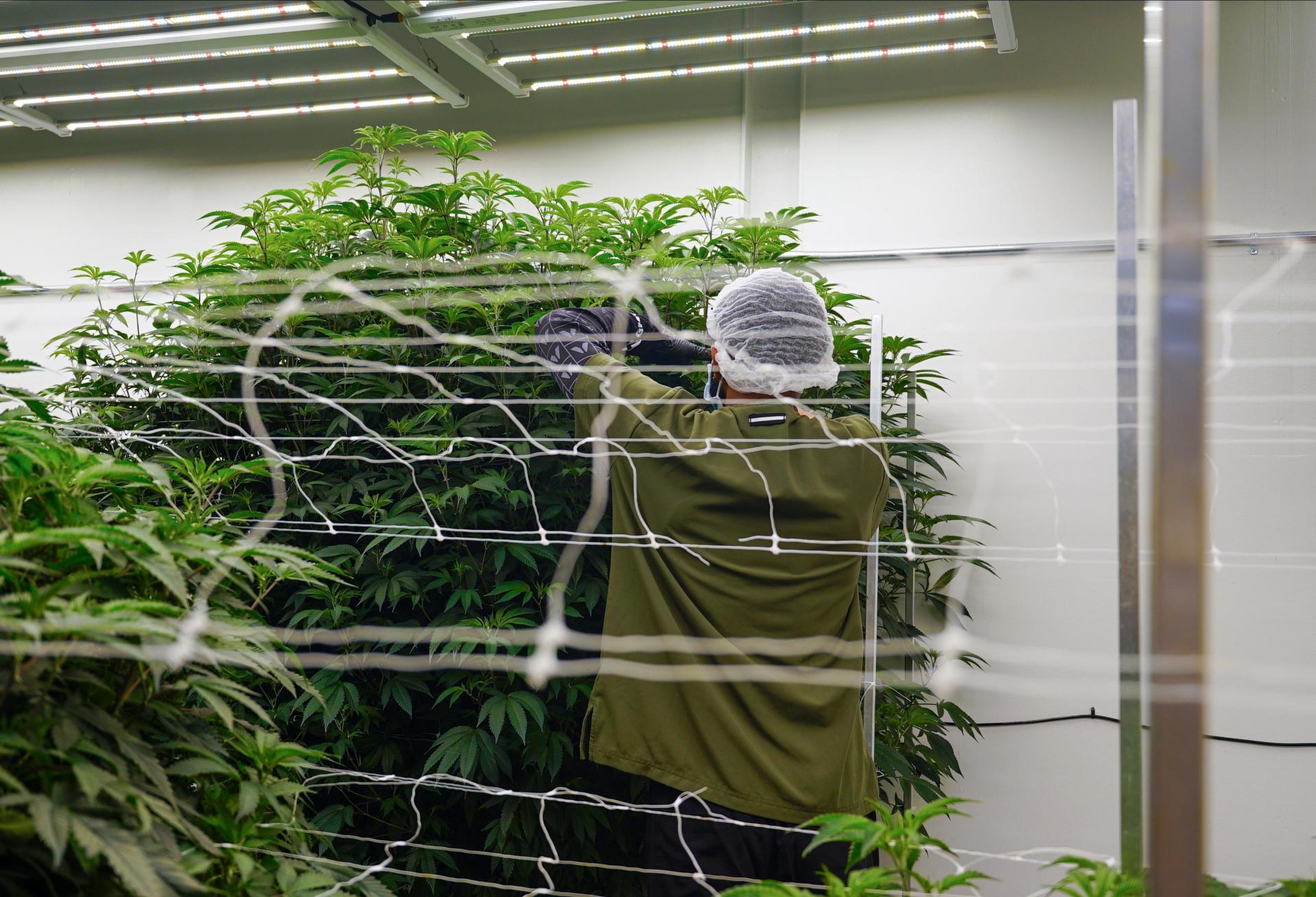 'A Whole Different World': D.C. Cannabis Businesses Rush To Open Under New Law