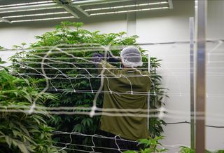 'A Whole Different World': D.C. Cannabis Businesses Rush To Open Under New Law