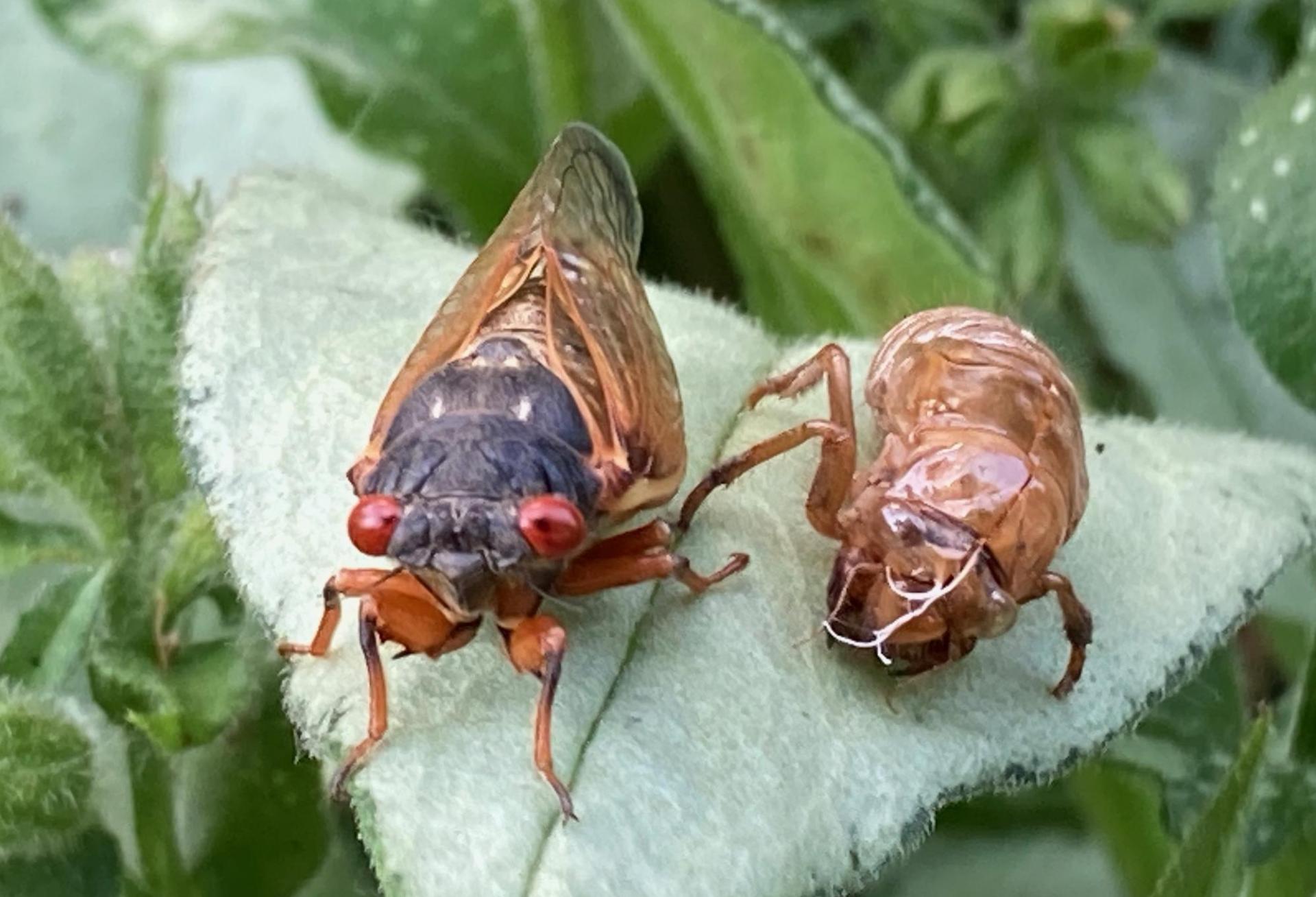 A Nuisance That Can Be 'The Stuff Of Nightmares': CRE Braces For The Swarming Of Cicadas