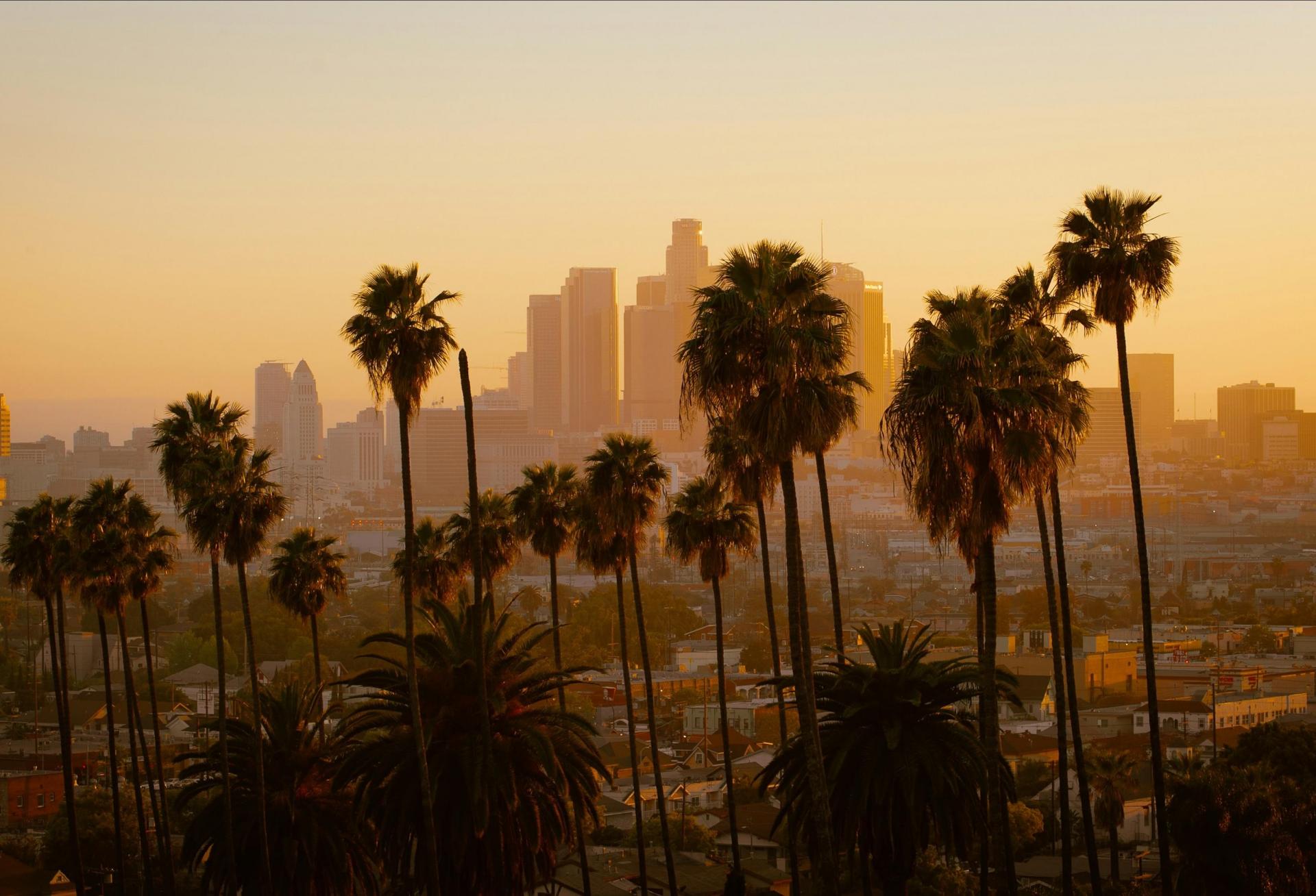 palm trees in front of the Los Angeles skyline 
