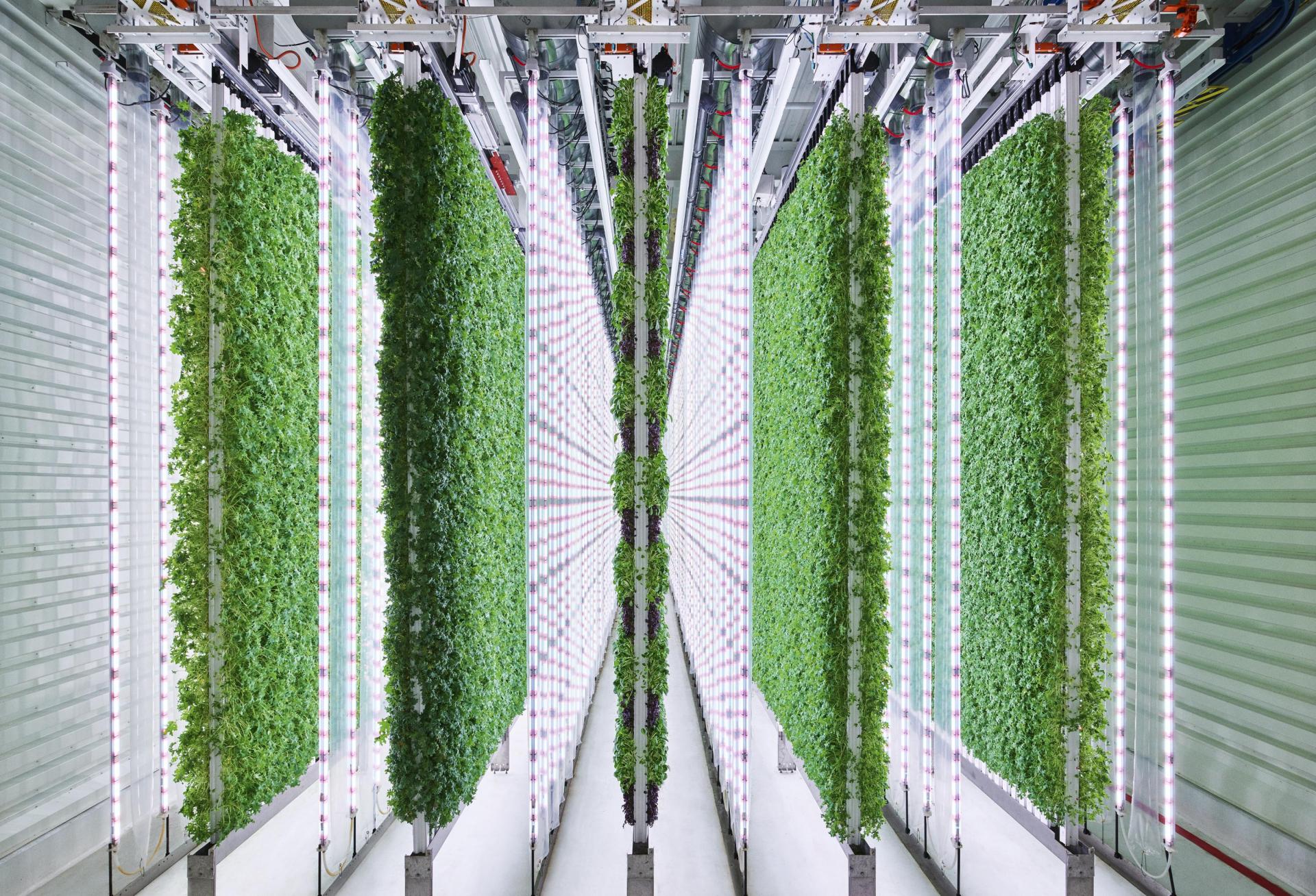 A Plenty vertical farm grow room