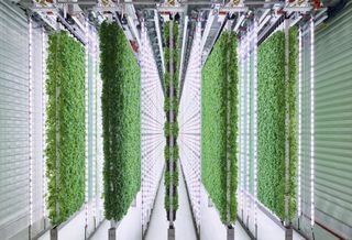 A Plenty vertical farm grow room
