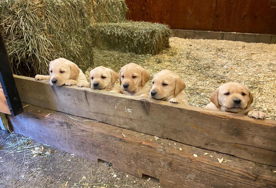 Jeff Birdwell's Puppies