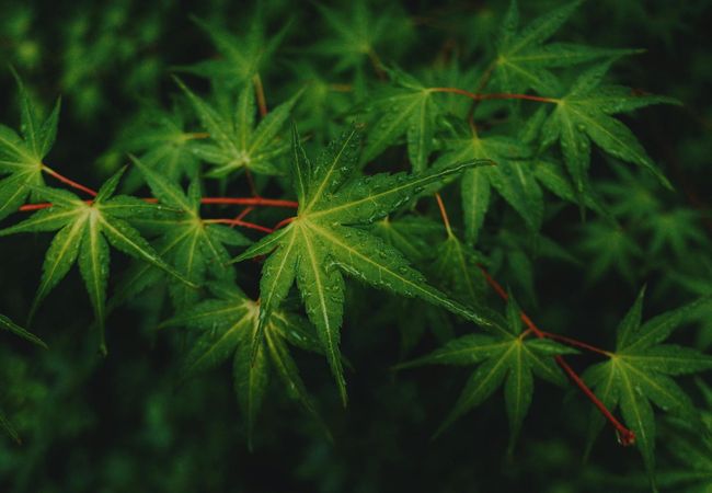 Smaller Denver Cannabis Growers Closing, Freeing Up Warehouses
