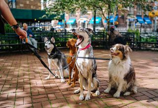 Urban Retail's Revival Has 4 Legs
