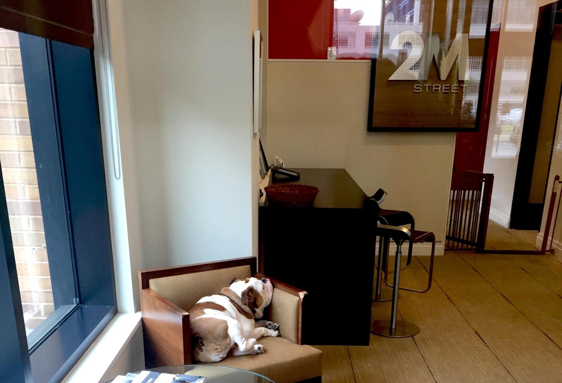 WC Smith Sells Luxury NoMa Building Famous For Resident Bulldog For $104M