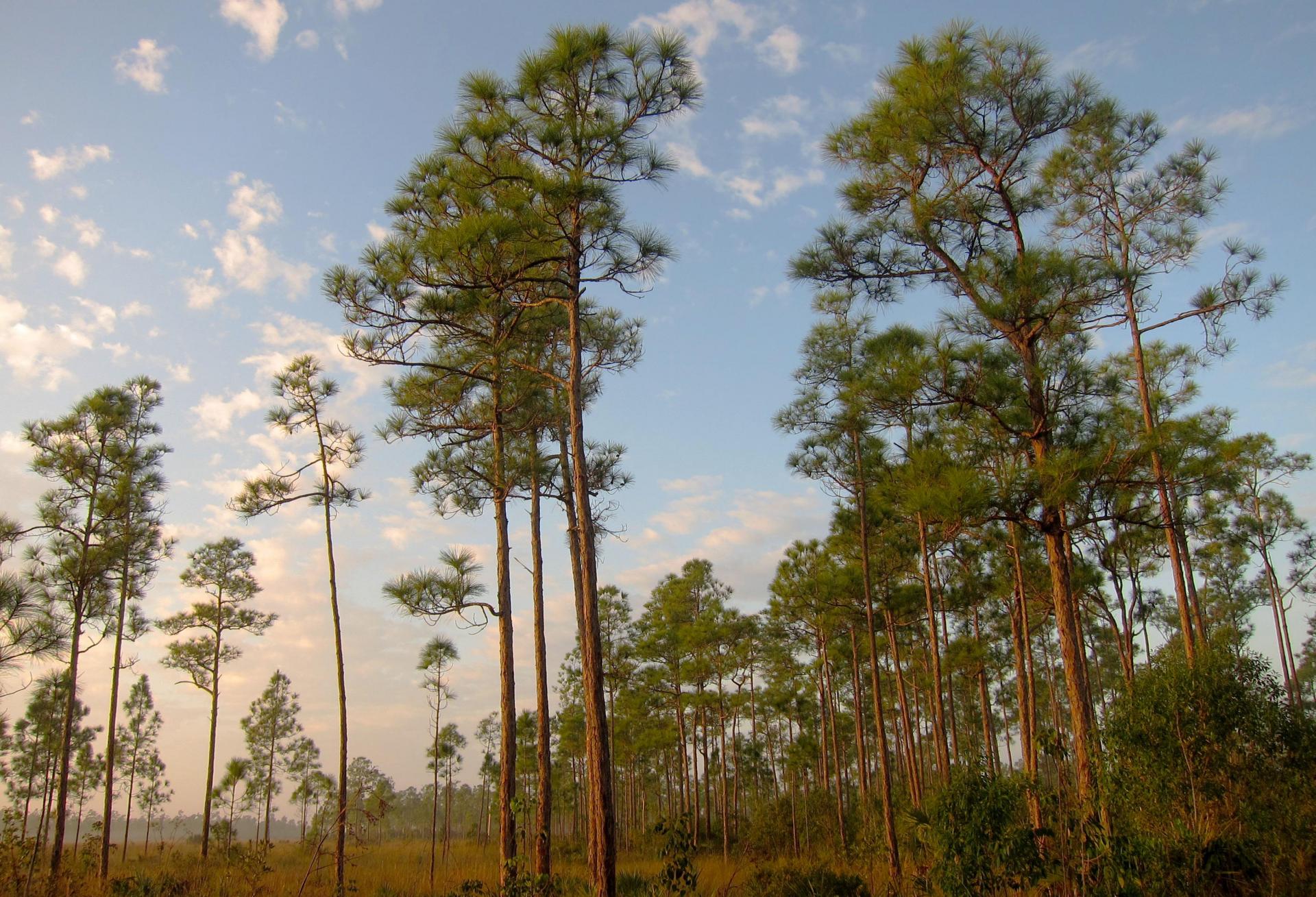 Will A Walmart Be Allowed On Rare Habitat In Miami? 