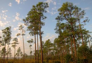Will A Walmart Be Allowed On Rare Habitat In Miami? 