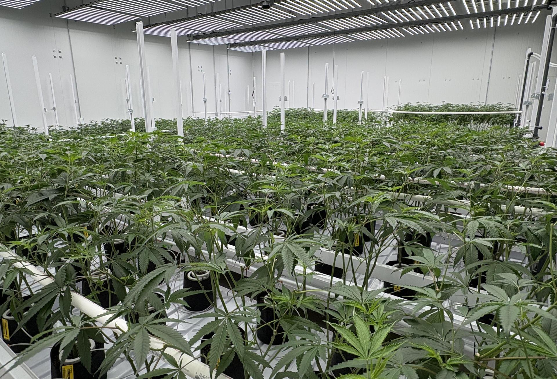 Real Estate Squeeze Threatens D.C.'s Growing Legal Cannabis Market