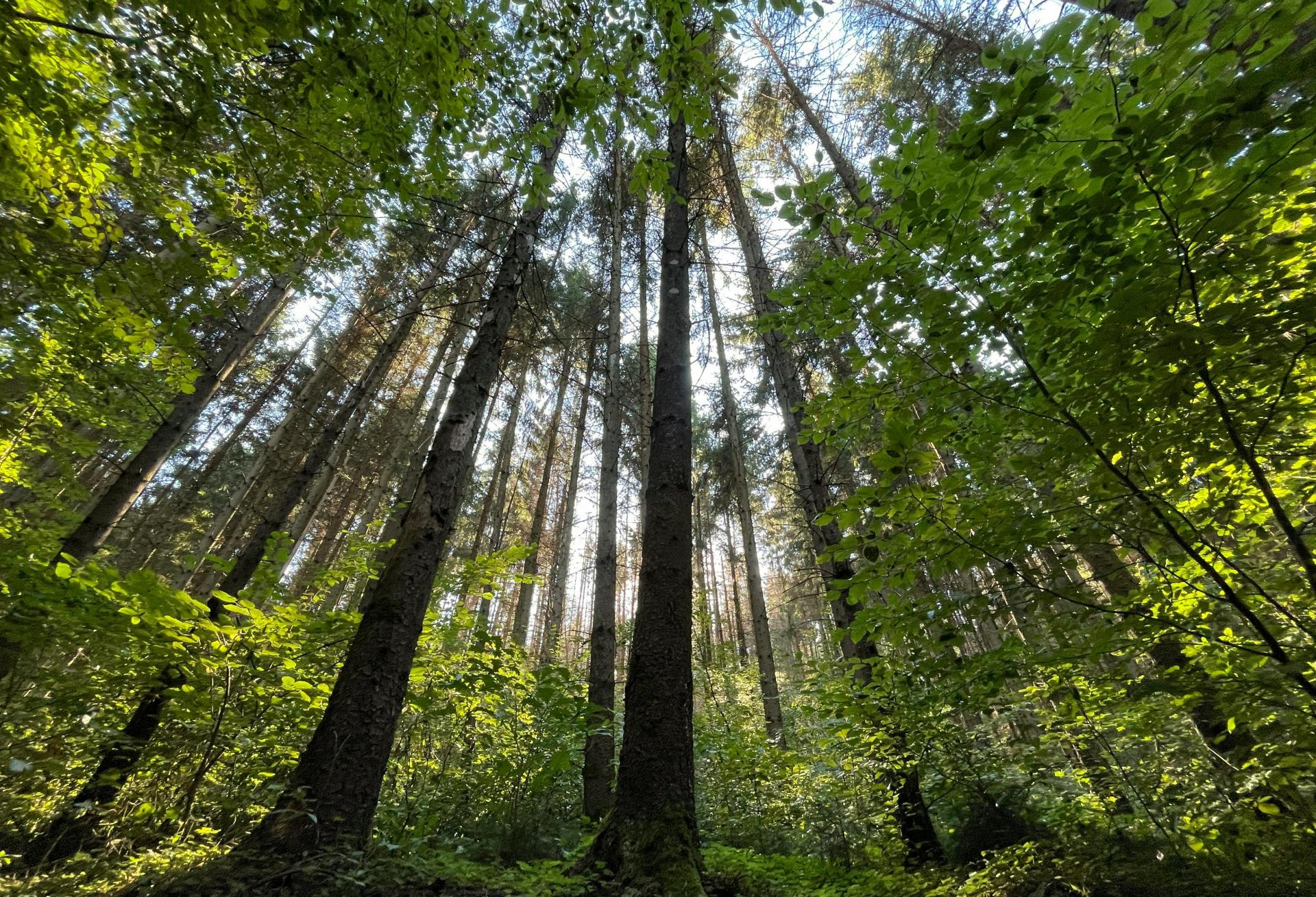 Mass Timber Has A 'Chicken-And-Egg' Problem As Green Building Grows