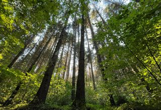 Mass Timber Has A 'Chicken-And-Egg' Problem As Green Building Grows