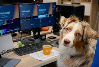 dog office computer