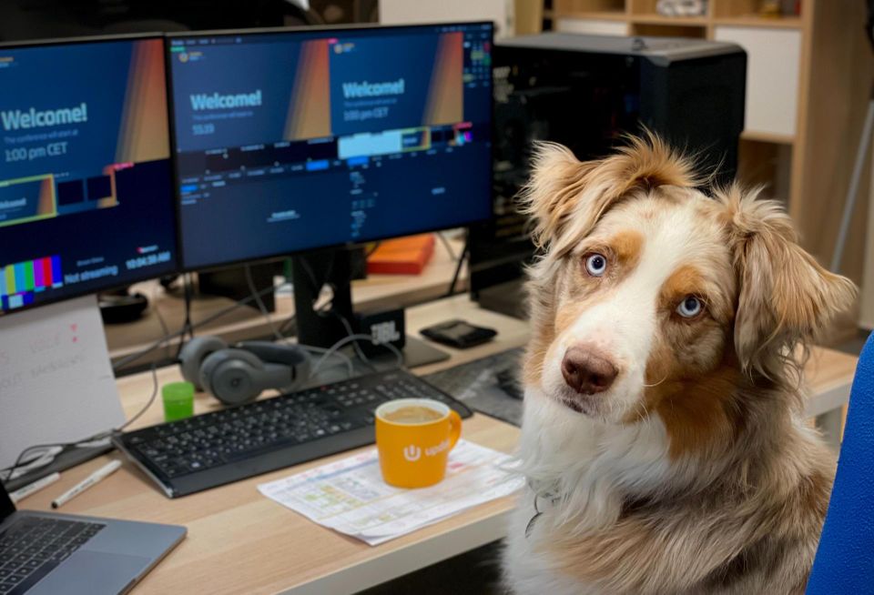 dog office computer