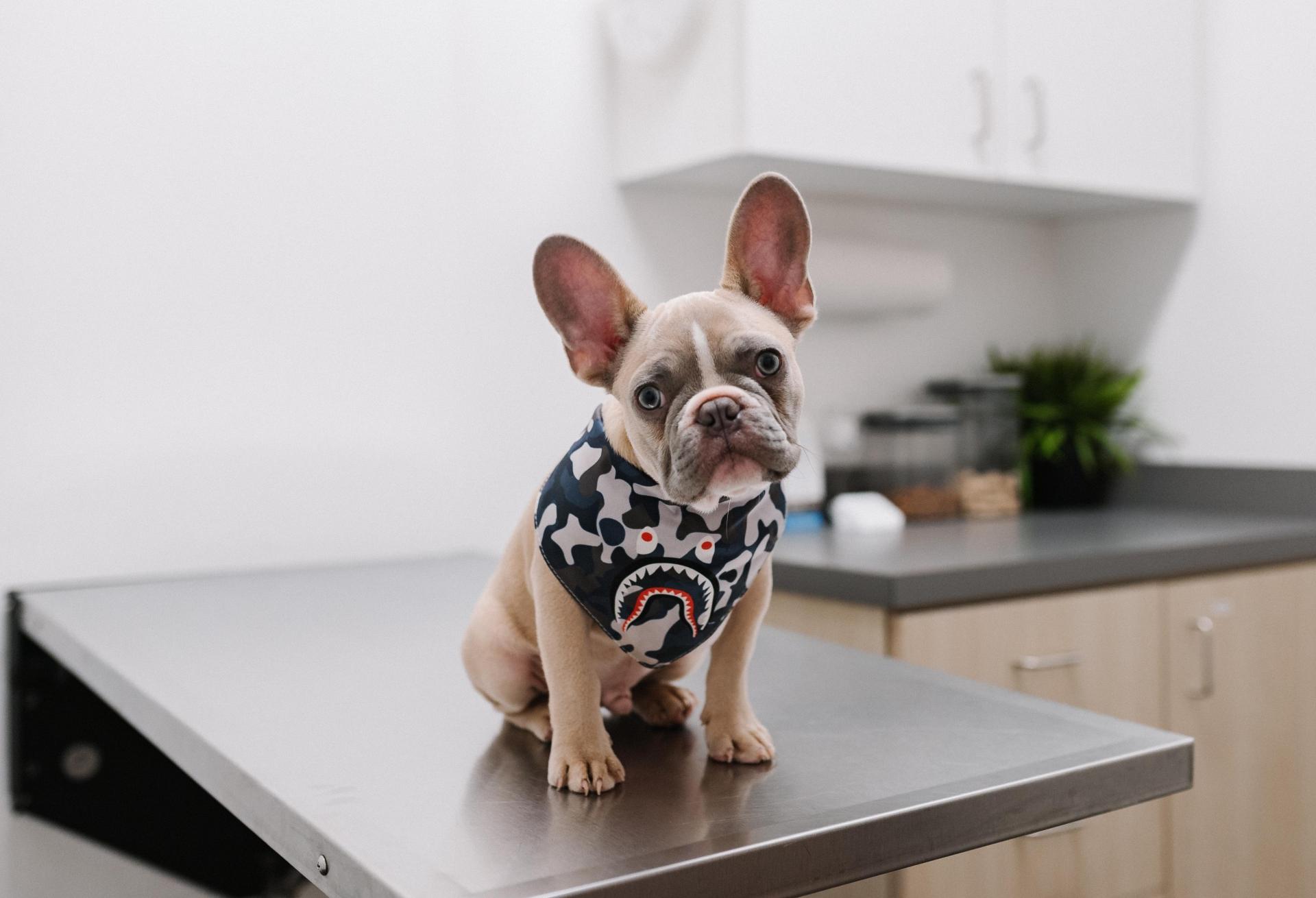 Pets, veterinary
