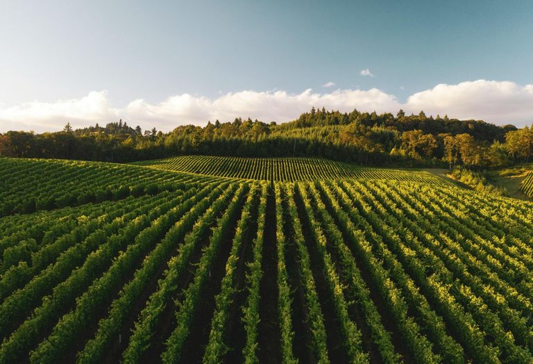 Farm Farmland Crops Row Crops