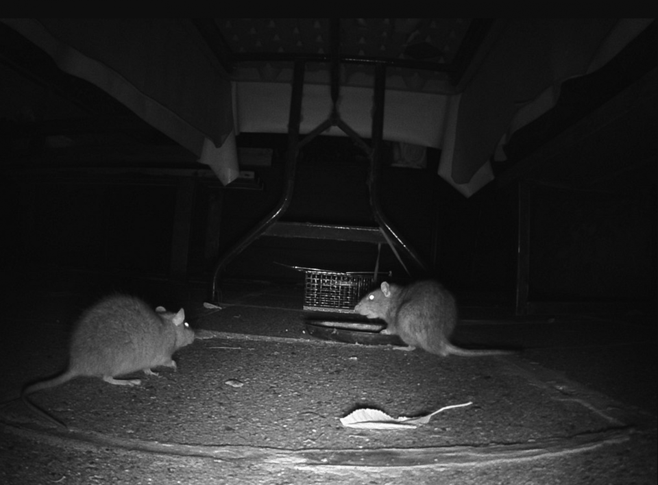 Rats in night vision
