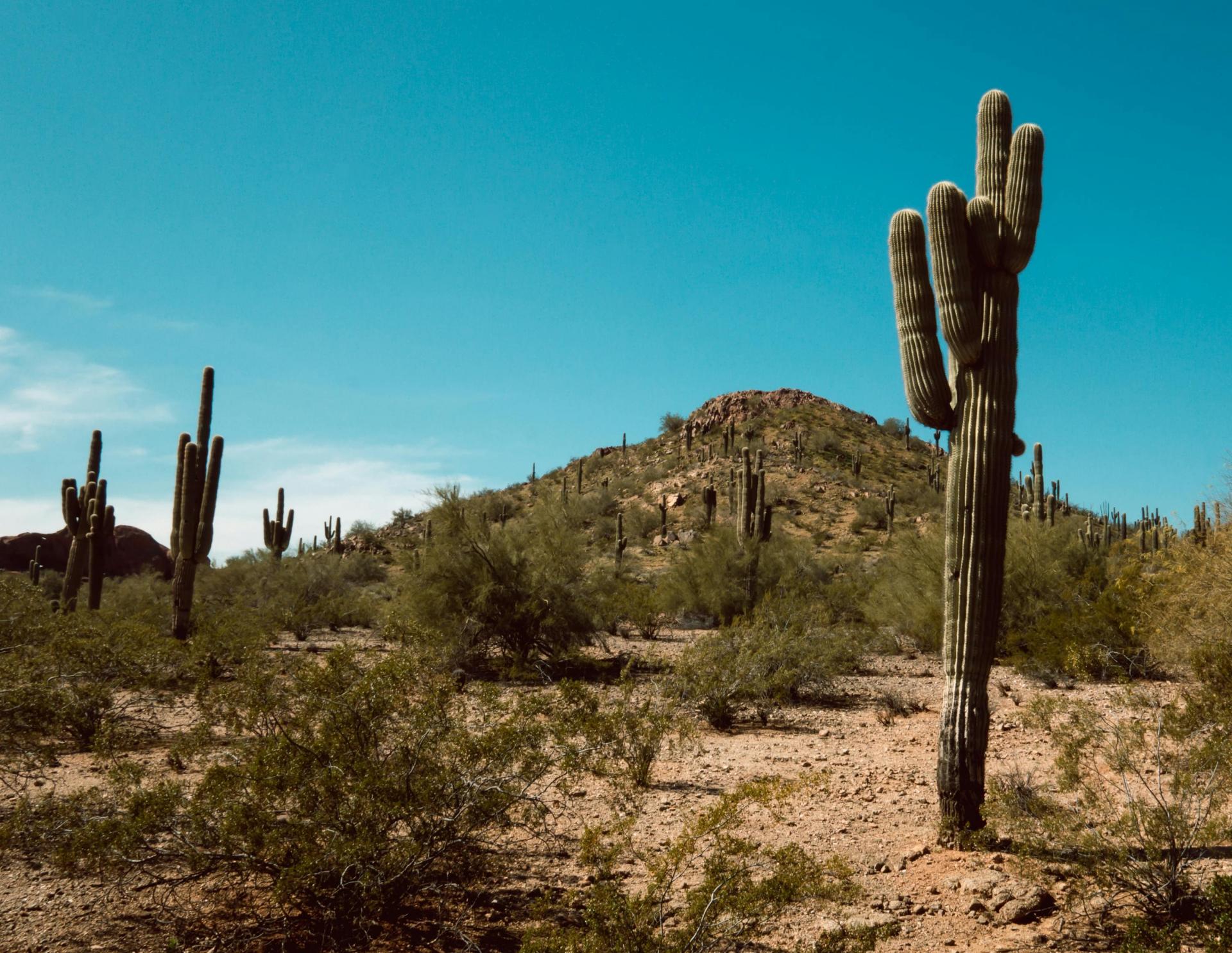 Phoenix CRE Women Leaders Discuss The Value of Teamwork, Industry Connections And Strong Work Culture