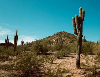 Phoenix CRE Women Leaders Discuss The Value of Teamwork, Industry Connections And Strong Work Culture