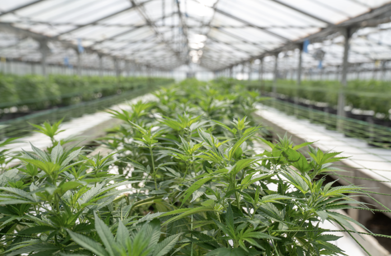 National Cannabis Summit in Chicago