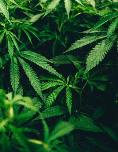 Bisnow Chicago Cannabis Event