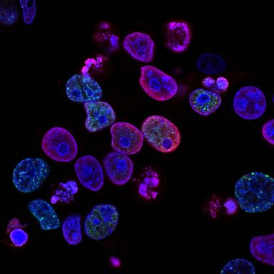 Boston Life Sciences Update
