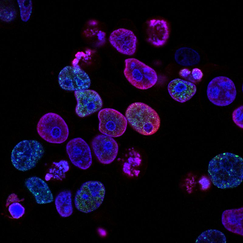 Boston Life Sciences Update