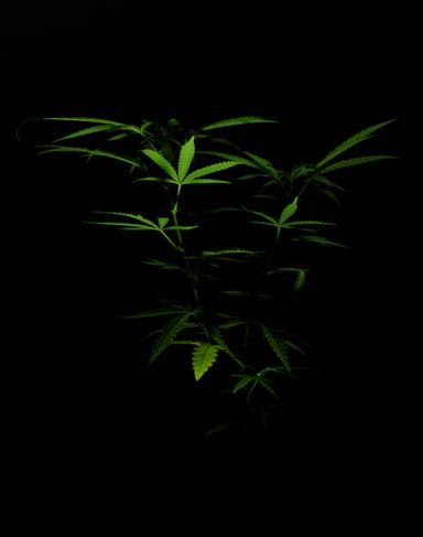 Chicago Deep Dish: Cannabis Real Estate