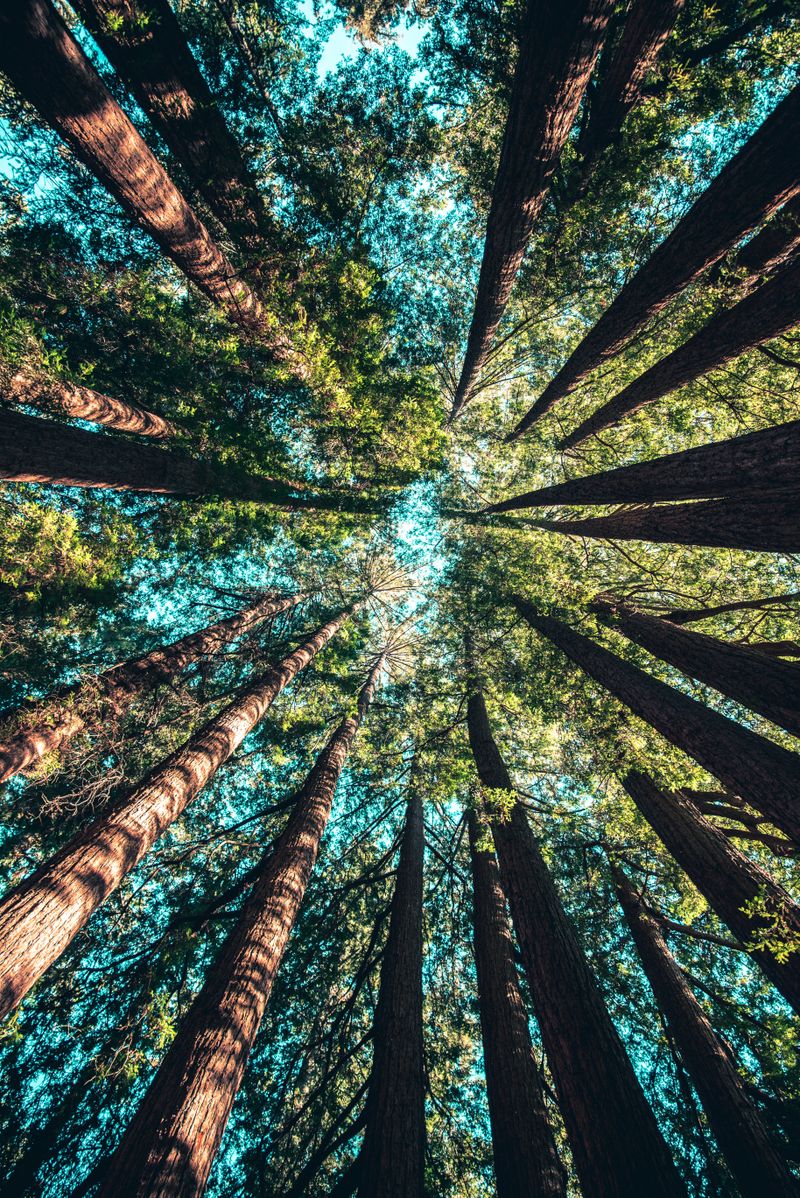 THE RISE OF MASS TIMBER & CROSS LAMINATED TIMBER IN THE PACIFIC NW