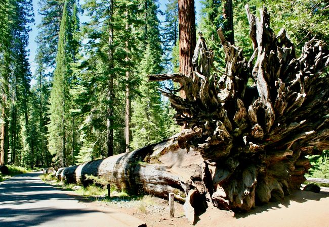 A giant fallen sequoia tree with exposed roots lies across a forest path, surrounded by tall green trees under a clear blue sky.