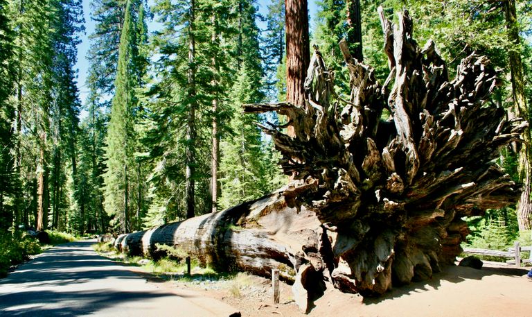 A giant fallen sequoia tree with exposed roots lies across a forest path, surrounded by tall green trees under a clear blue sky.