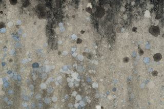 Mold Is Growing Into Major Problem For Apartment Owners