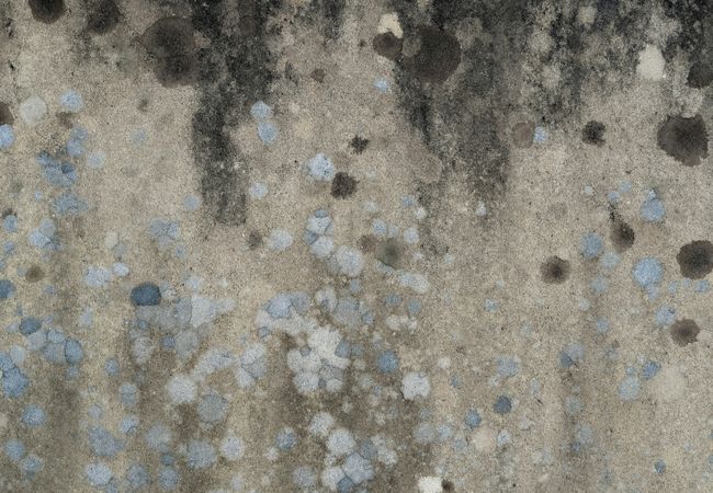 Mold Is Growing Into Major Problem For Apartment Owners
