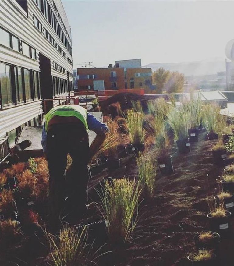 Zeppelin Development installs green roofs on its projects voluntarily.