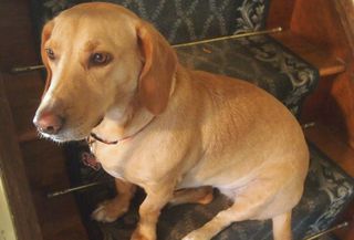 Mars Petcare Looking For 200k SF For New HQ