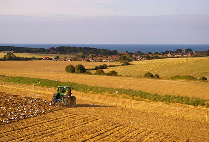 Norfolk Farmland 