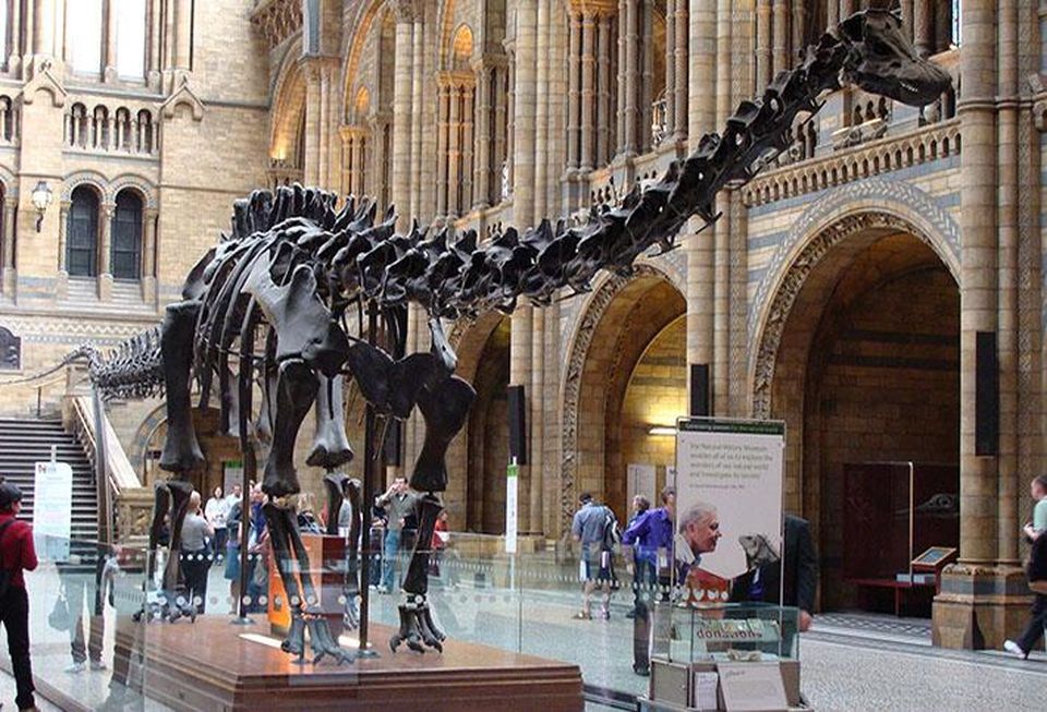 Dippy The Diplodocus